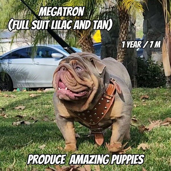 Bulldog memes. Best Collection of funny Bulldog pictures on iFunny Brazil